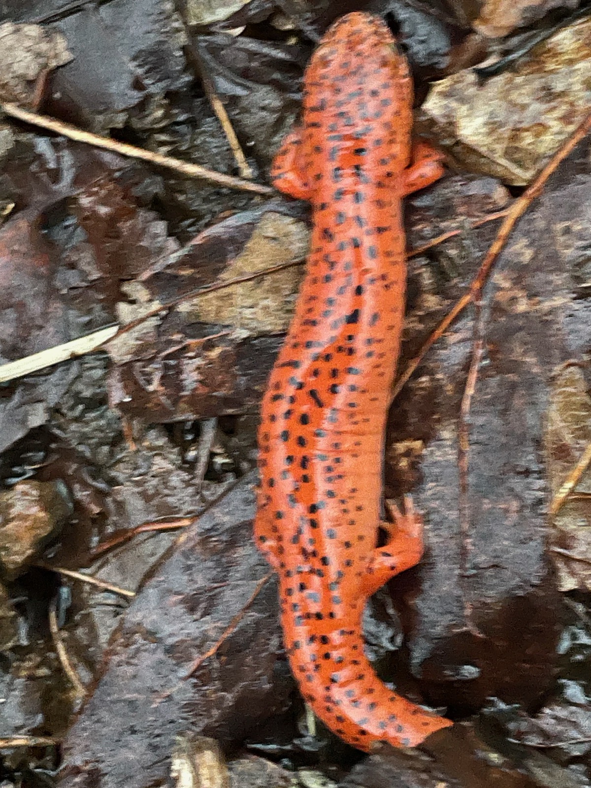 Newt